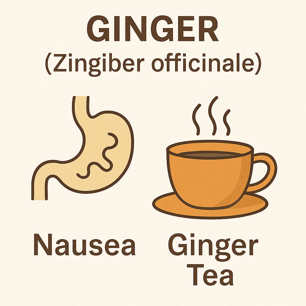 2D illustration showing a stylized stomach icon labeled ‘Nausea’ on the left and a steaming cup of ginger tea labeled ‘Ginger Tea’ on the right, with the heading ‘Ginger (Zingiber officinale)’ above.